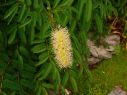 2013-08-18_Regina-F-Rau_Schachen_Blumen  (203).JPG